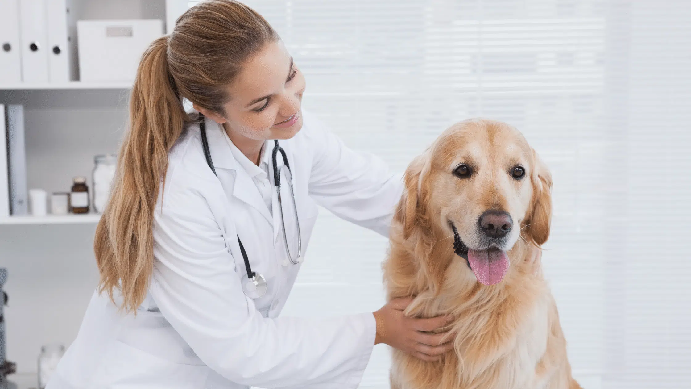 cheap vet near me
