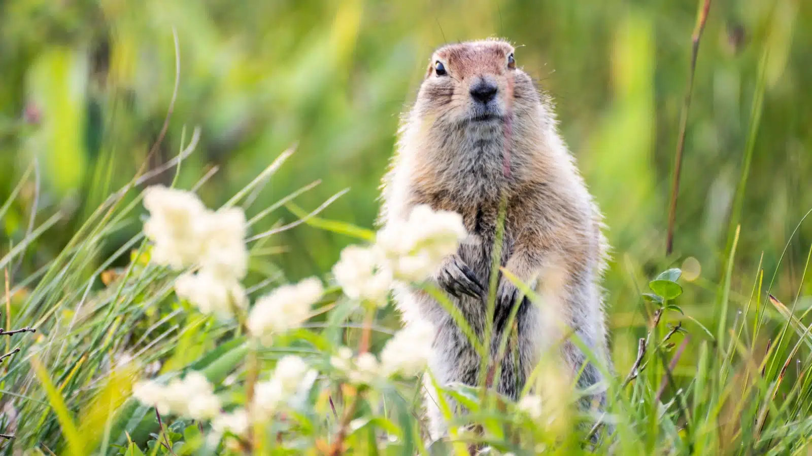A groundhog standing alert in a spring field. 