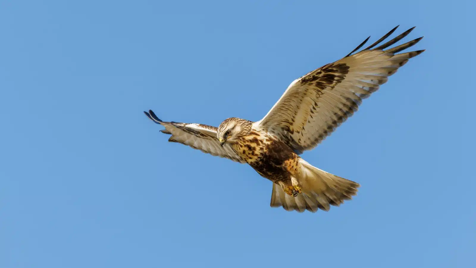 A hawk flying across a clear blue sky. 