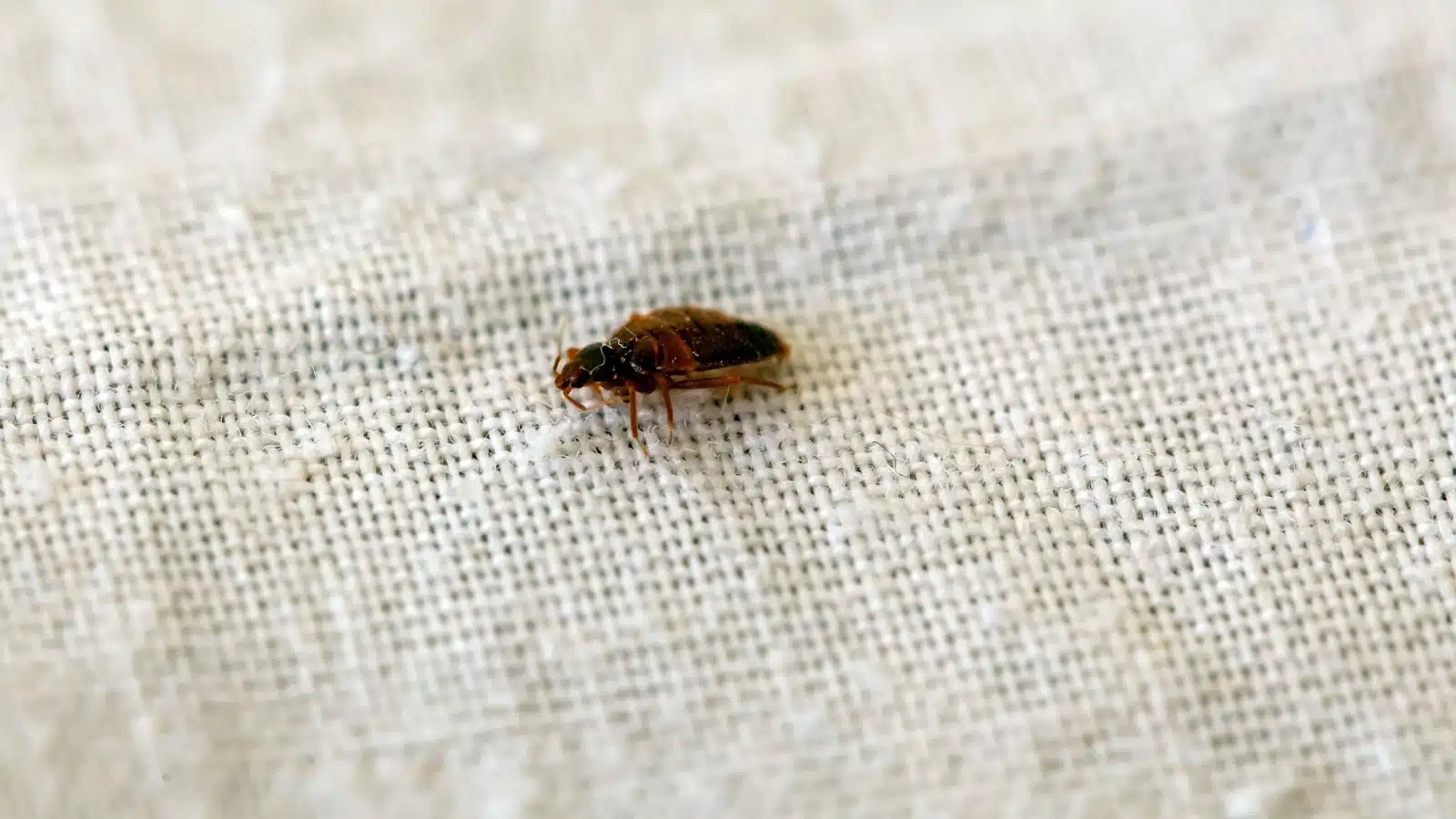 A single bed bug crawling on fabric. 