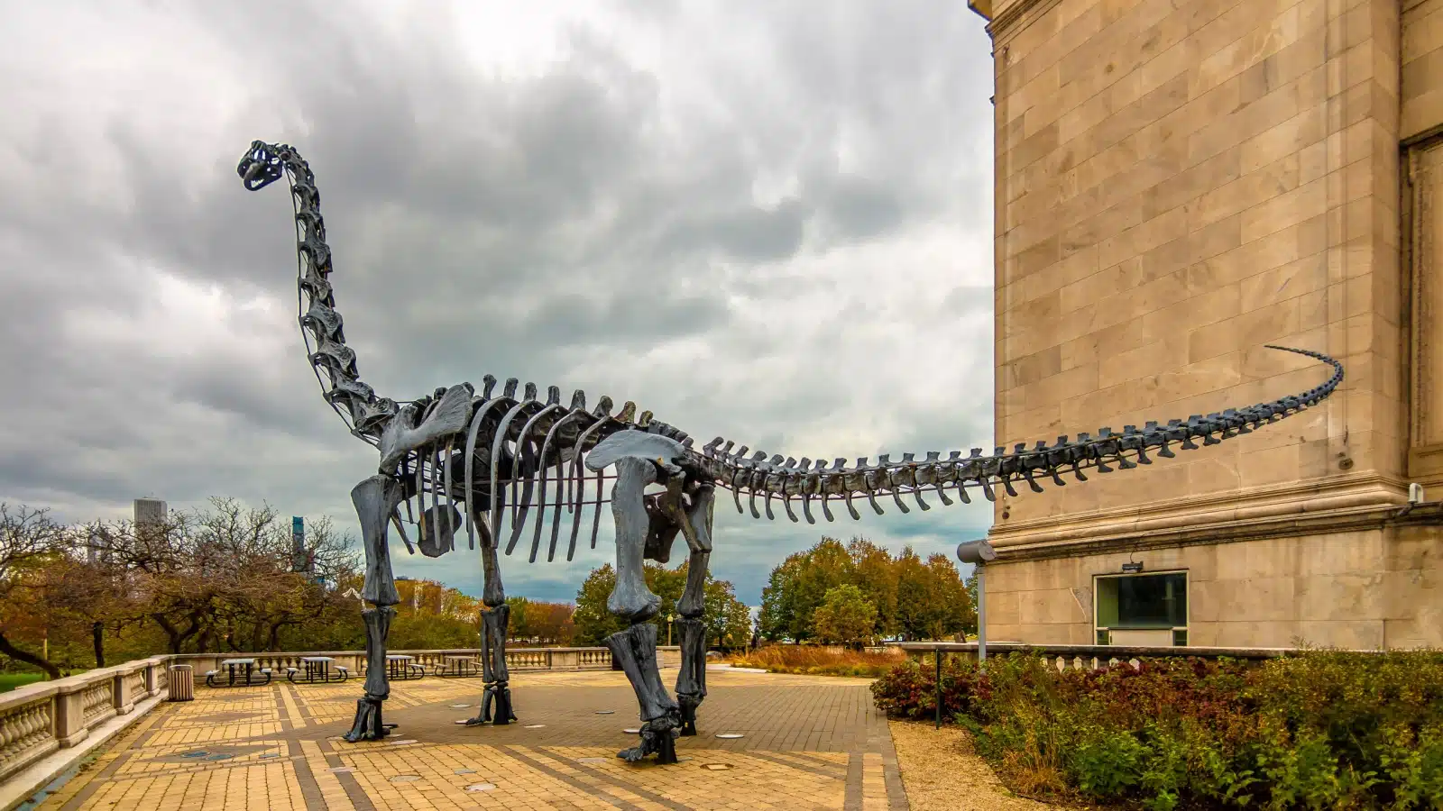 The replica dinosaur fossil that greets patrons outside the Field Museum of Natural History in Chicago.