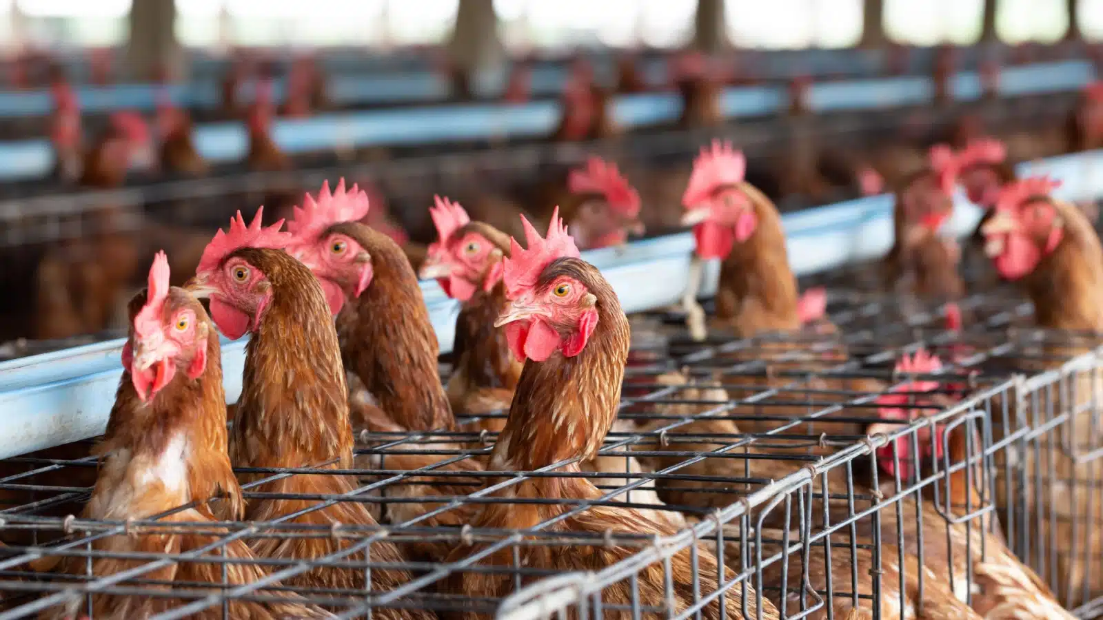 Chickens in cages in a factory farm.
