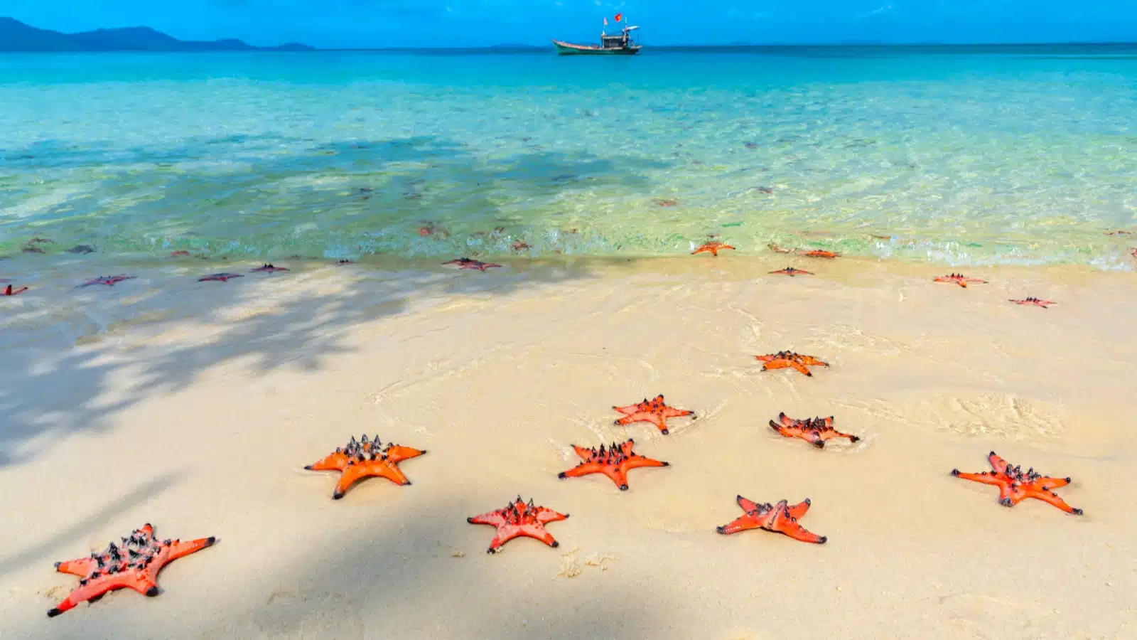 A group of starfish on the beach.