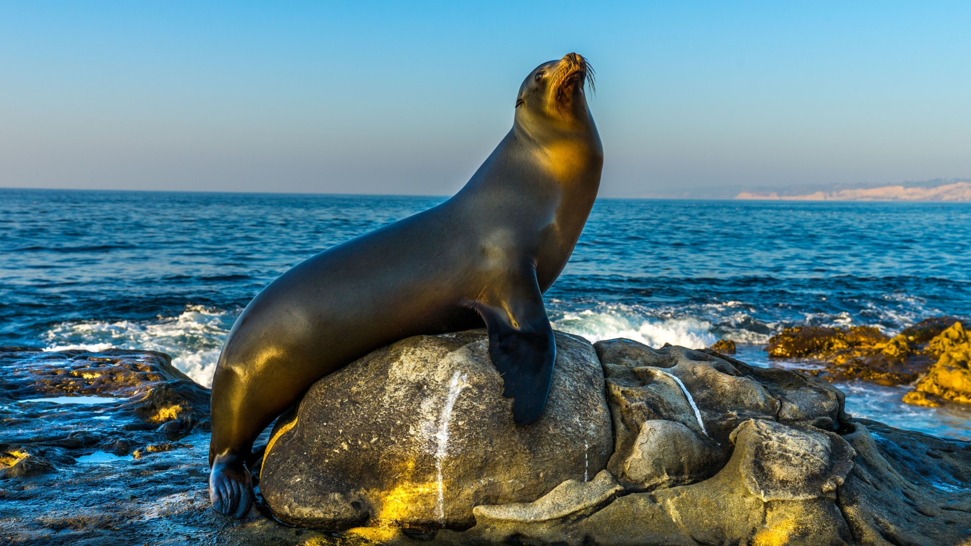 California sea lion sunning itself on a rock