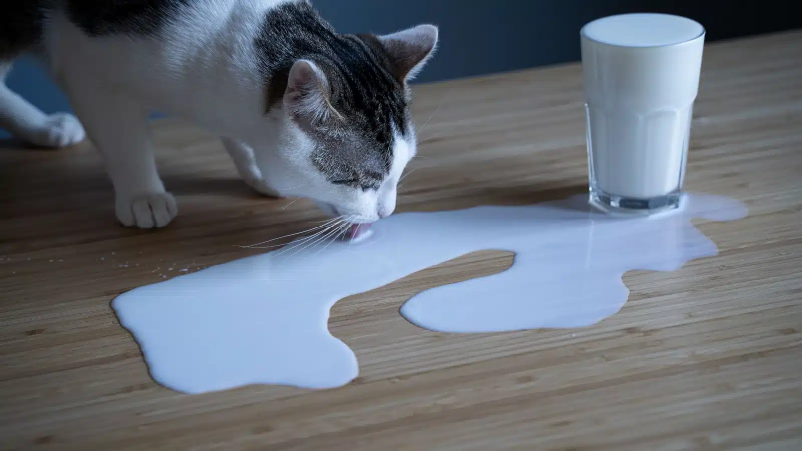 A cat drinks milk that was spilled on a table.