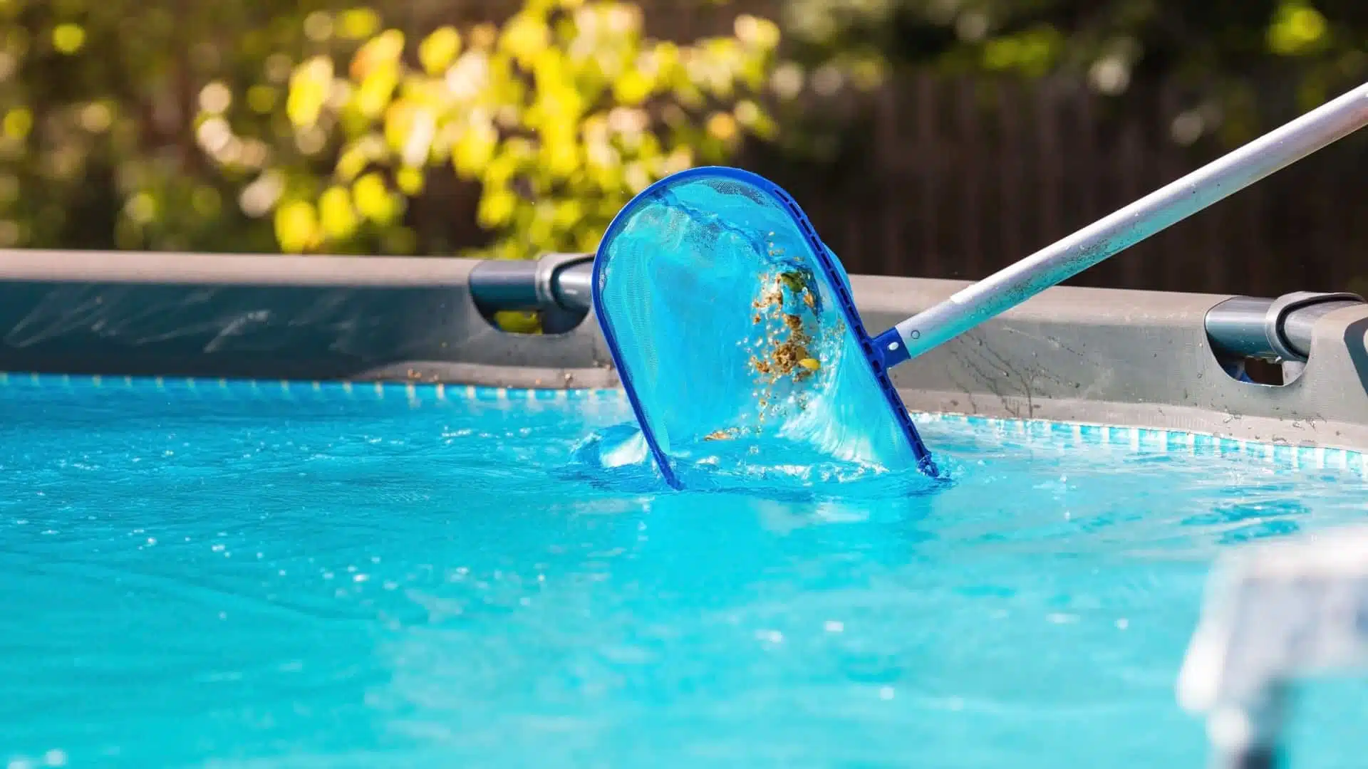 skimming leaves off the top of a swimming pool