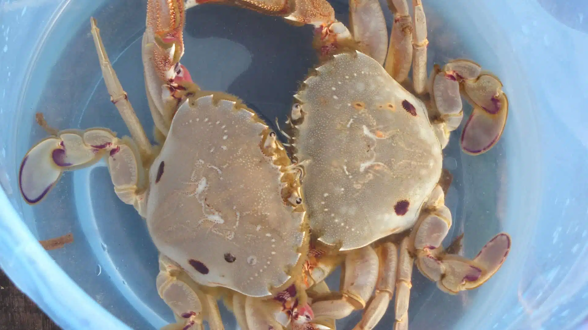 two freshly caught crabs in a bucket.
