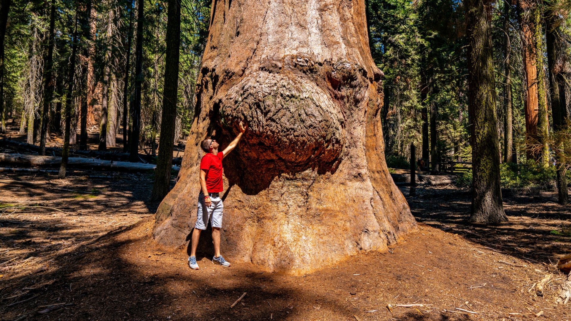 Man standing next to a giant sequoia tree.