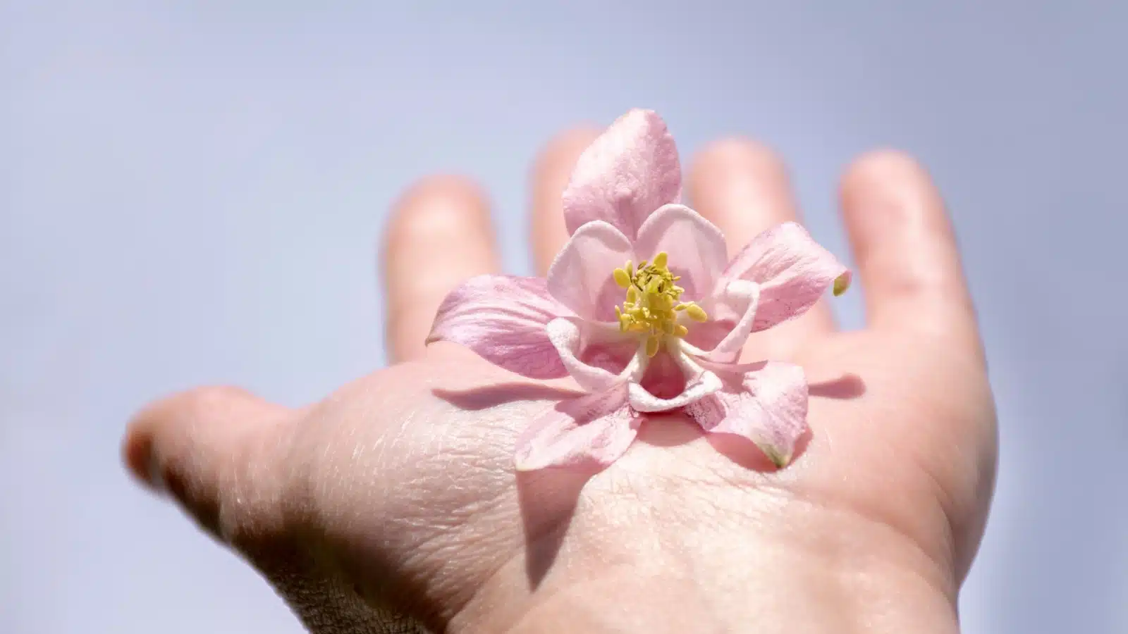 A person gently holds a delicate flower in the palm of their hand.