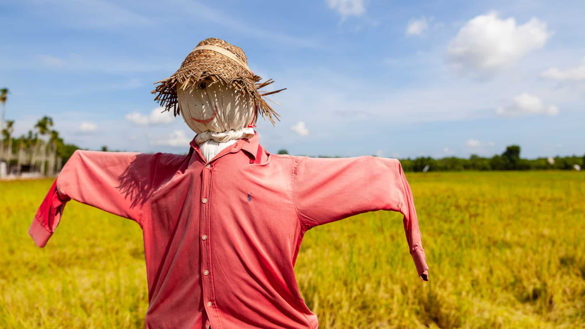 Smiling scarecrow in a field.