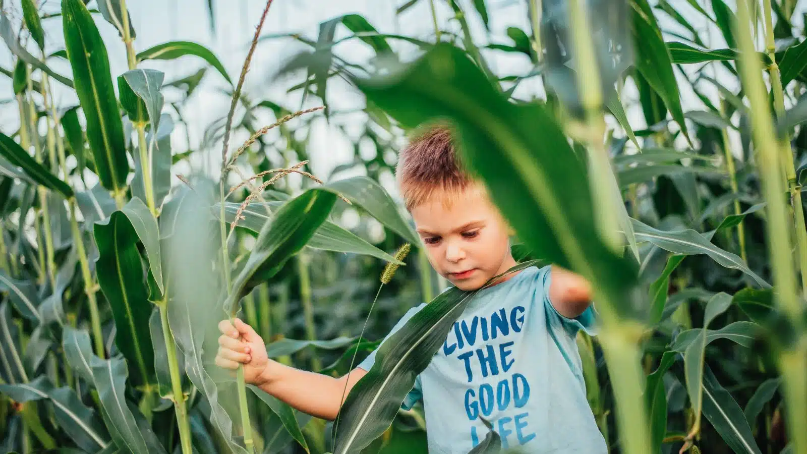 A child navigates a corn maze.