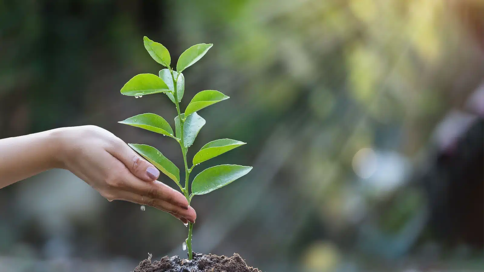 A hand watering a plant, to represent nurturing nature.