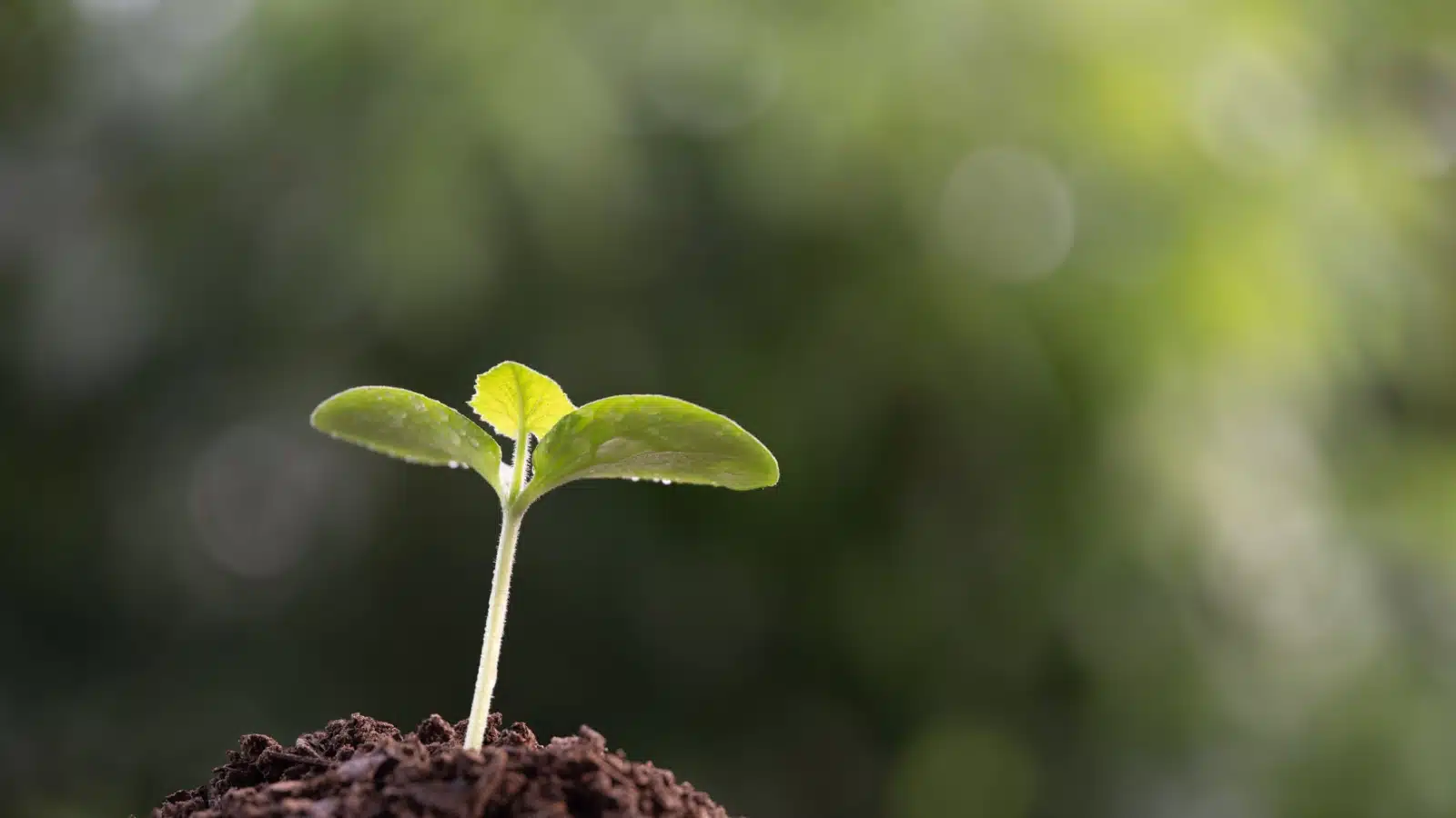 A seedling emerges from the Earth in the springtime.