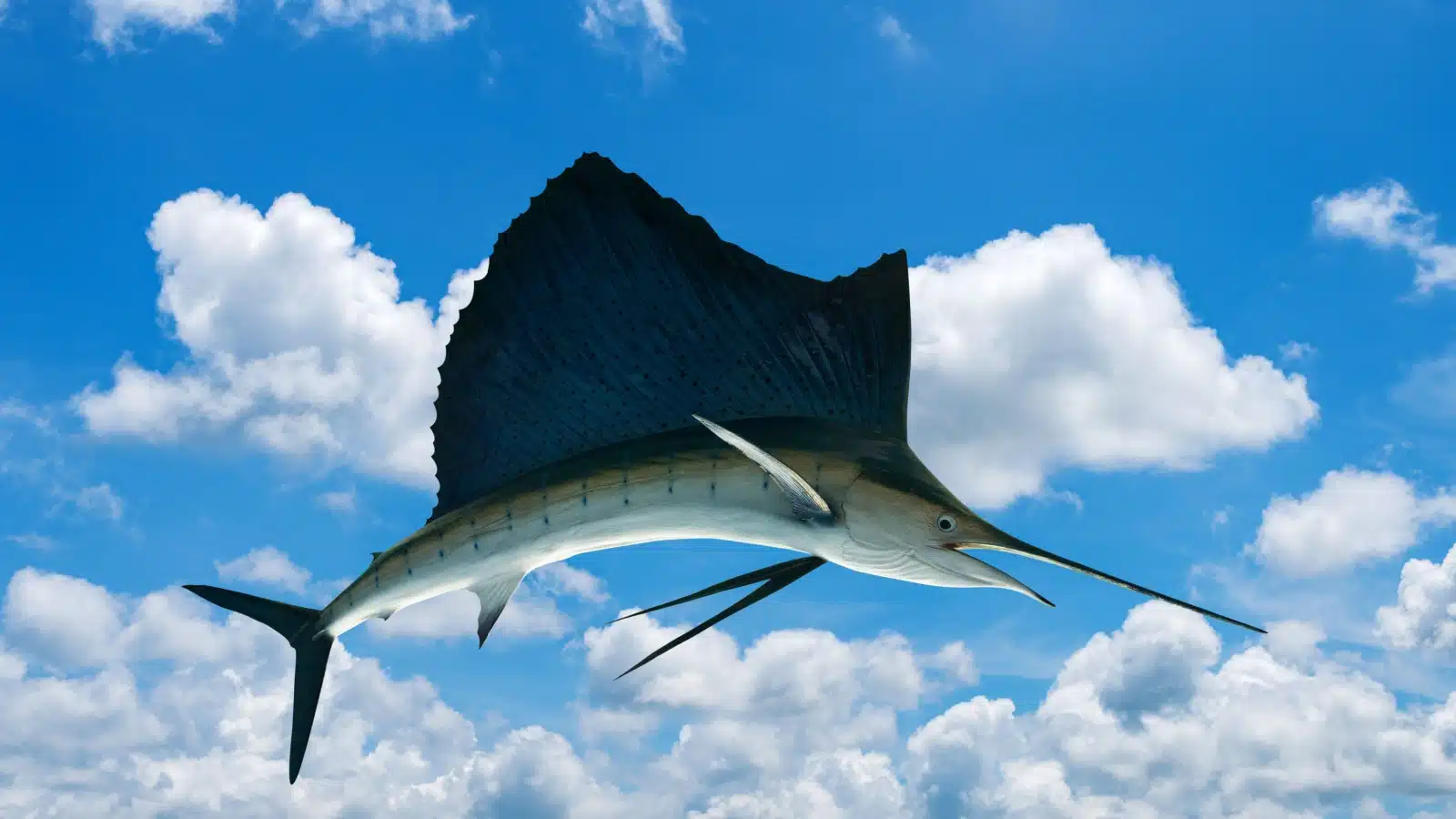 A majestic blue marlin swordfish isolated on a blue sky background as if it's jumping out of the ocean.