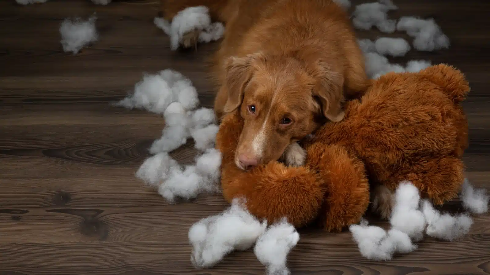 A bad dog ripped up a stuffed animal.