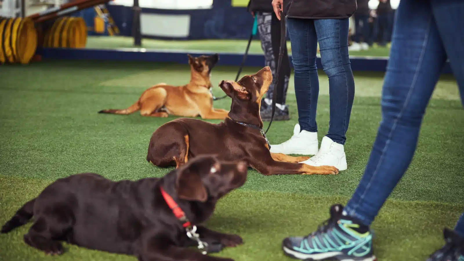 Dogs learn to stay in a training class.