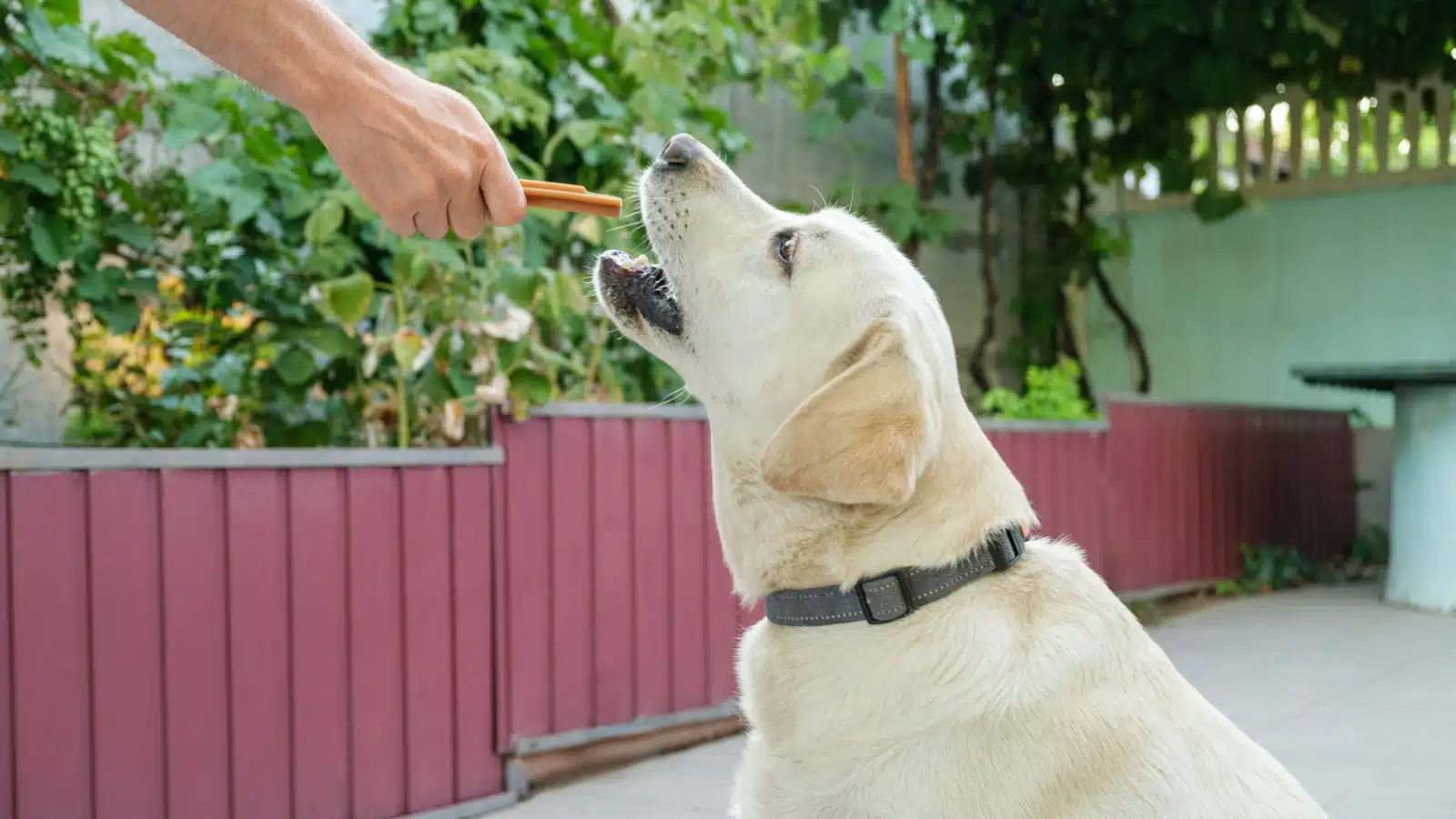 A good dog takes a treat from his owner.