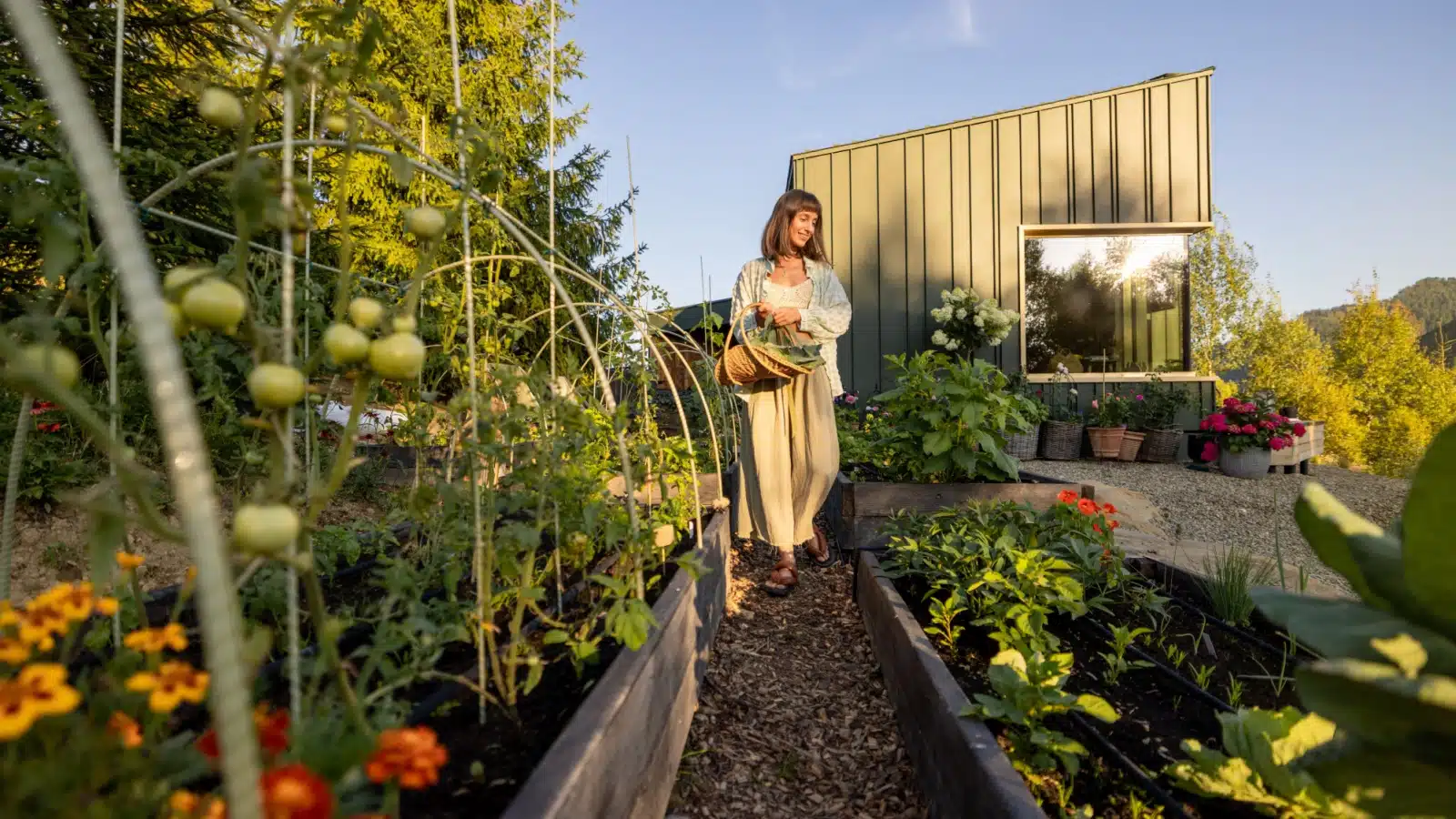 A woman harvests her homestead garden.