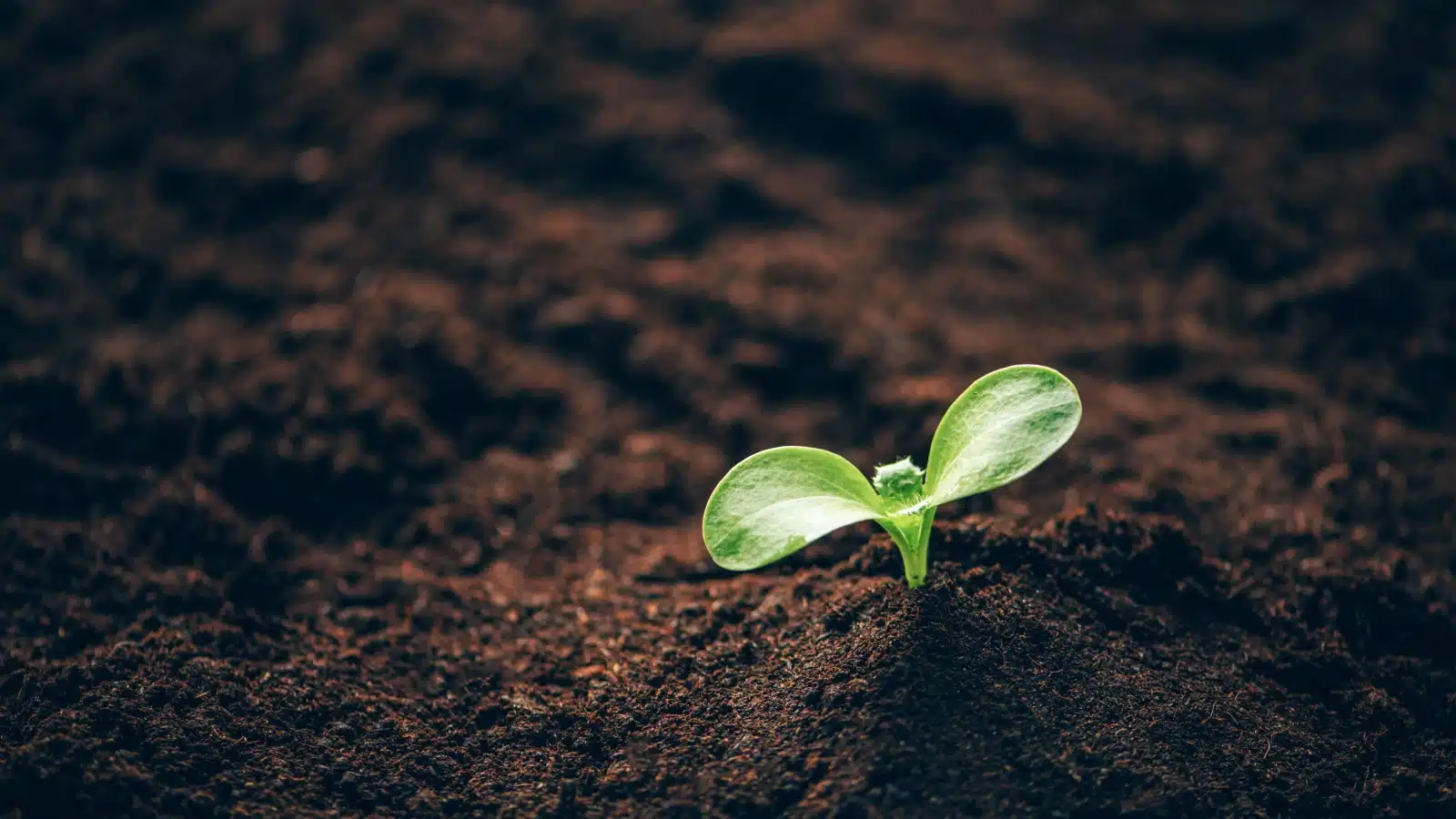 A lone seedling sprouting from the Earth is a modern symbol of life. 