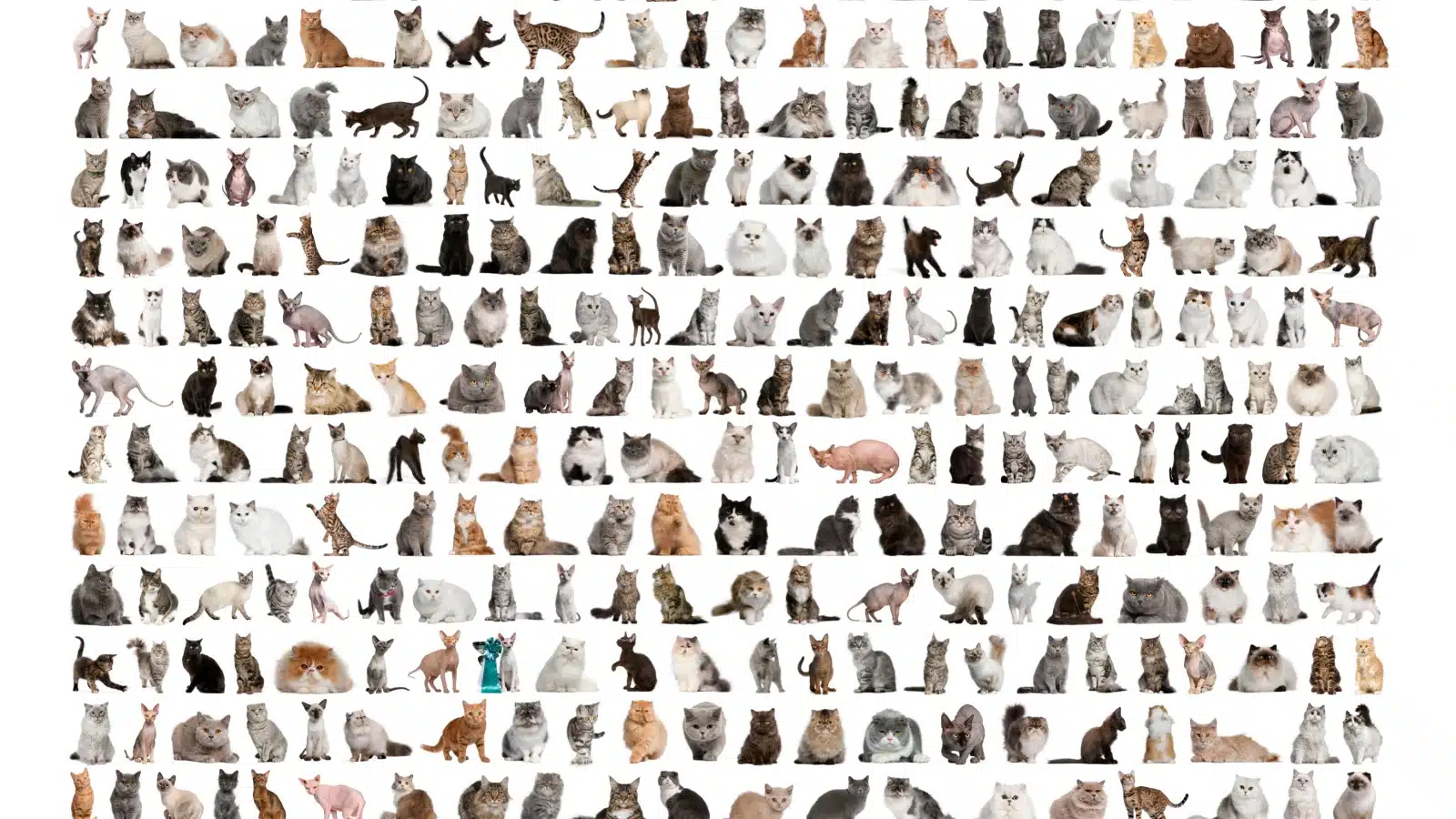 Image featuring over 100 unique cat breeds.