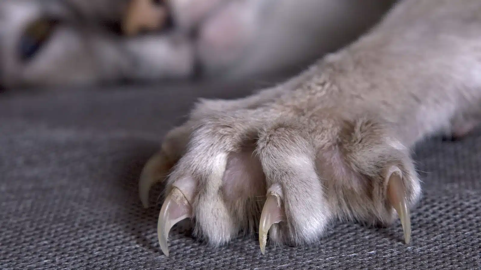 Close up of a cat's paw with the claws extended.
