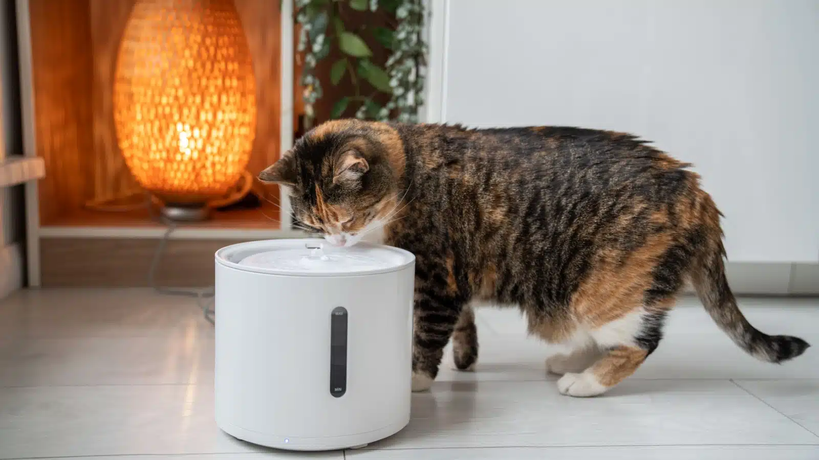 A cat drinks from an automatic fountain.