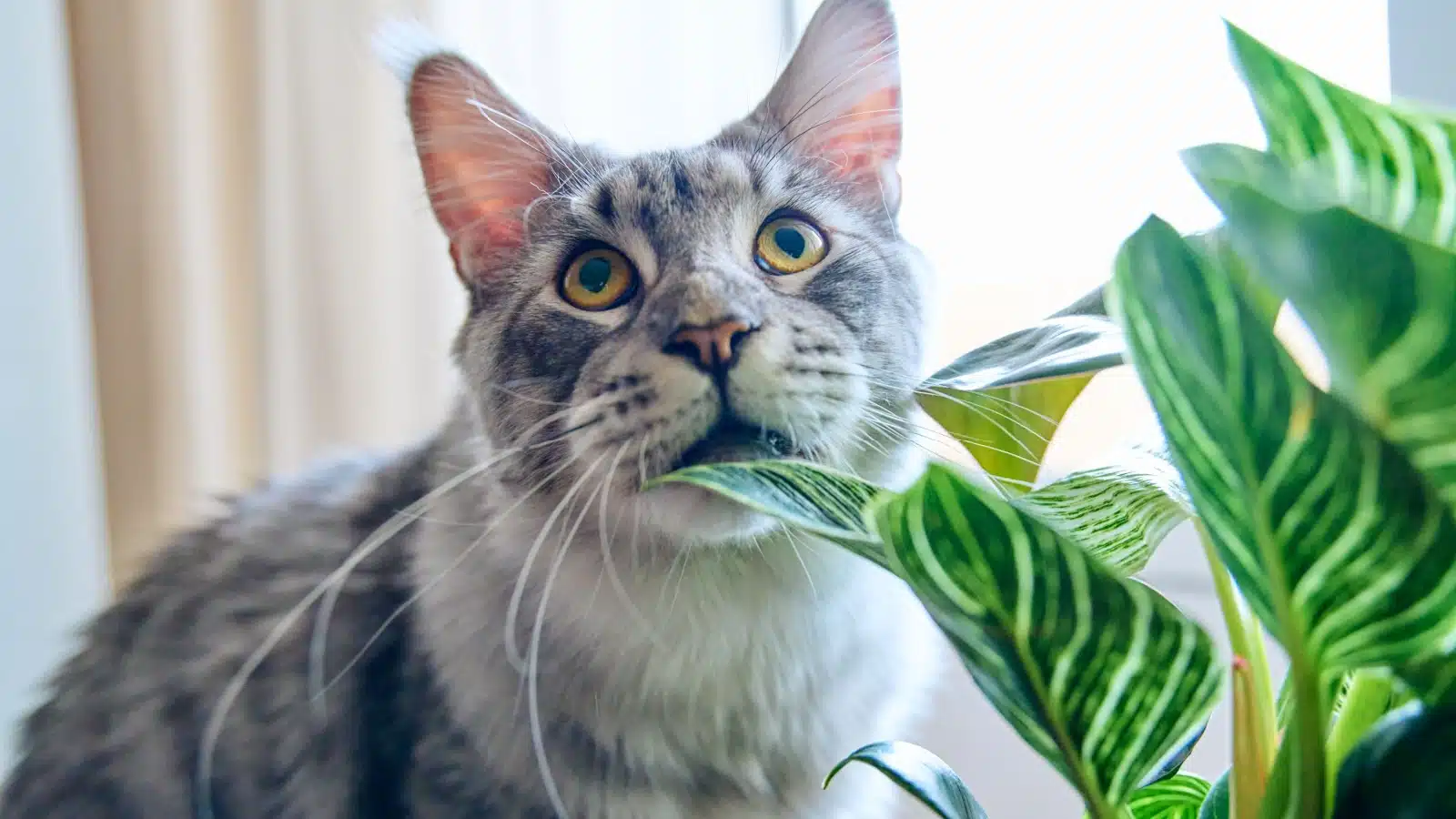 A guilty-looking cat caught in the act of eating a houseplant.