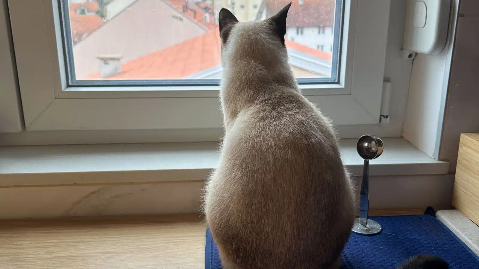 A Siamese cat looks out the window.