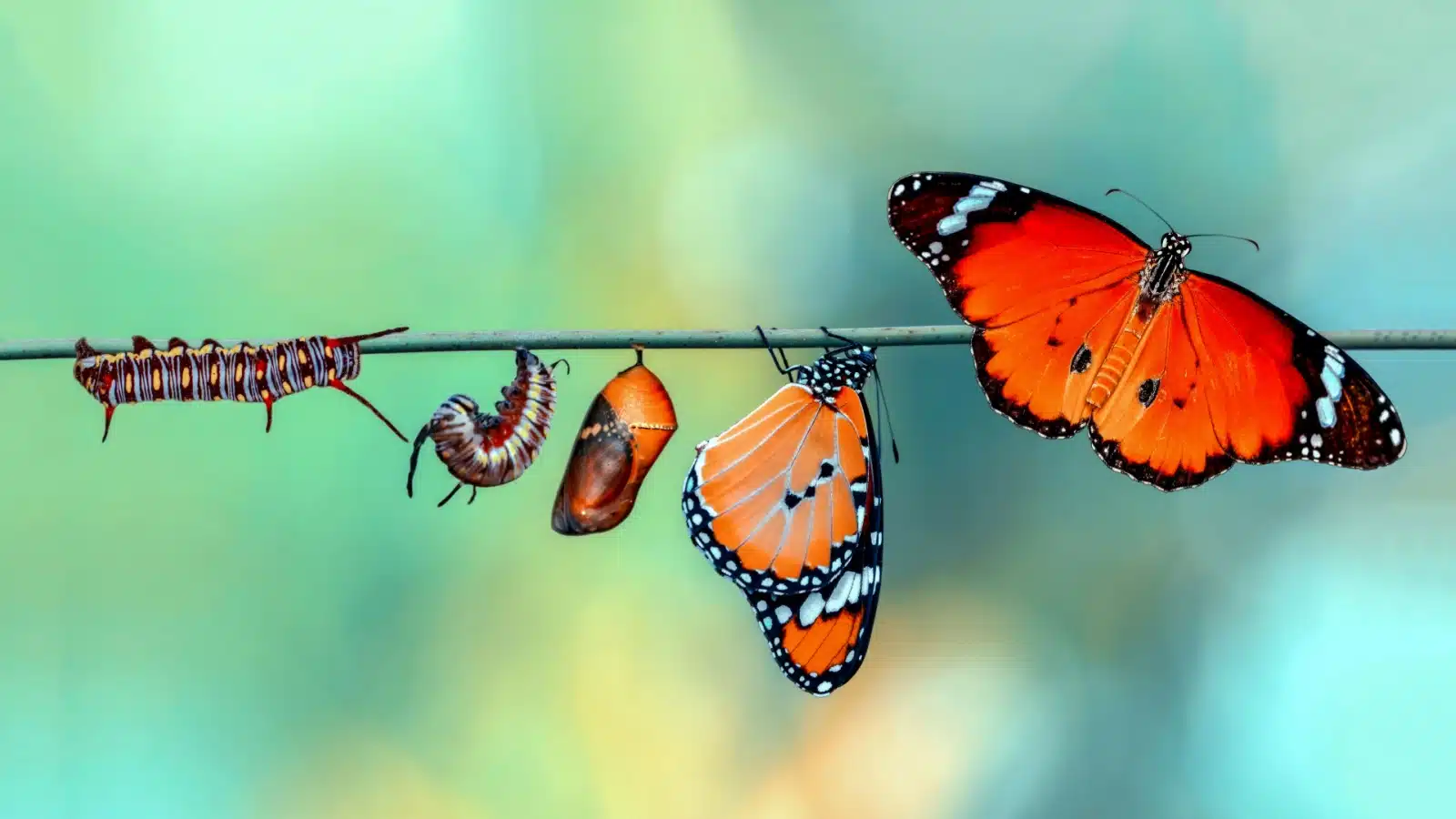 An image showing a butterfly going through it's major life stages from caterpillar to pupa to butterfly, representing the idea that we should embrace change.