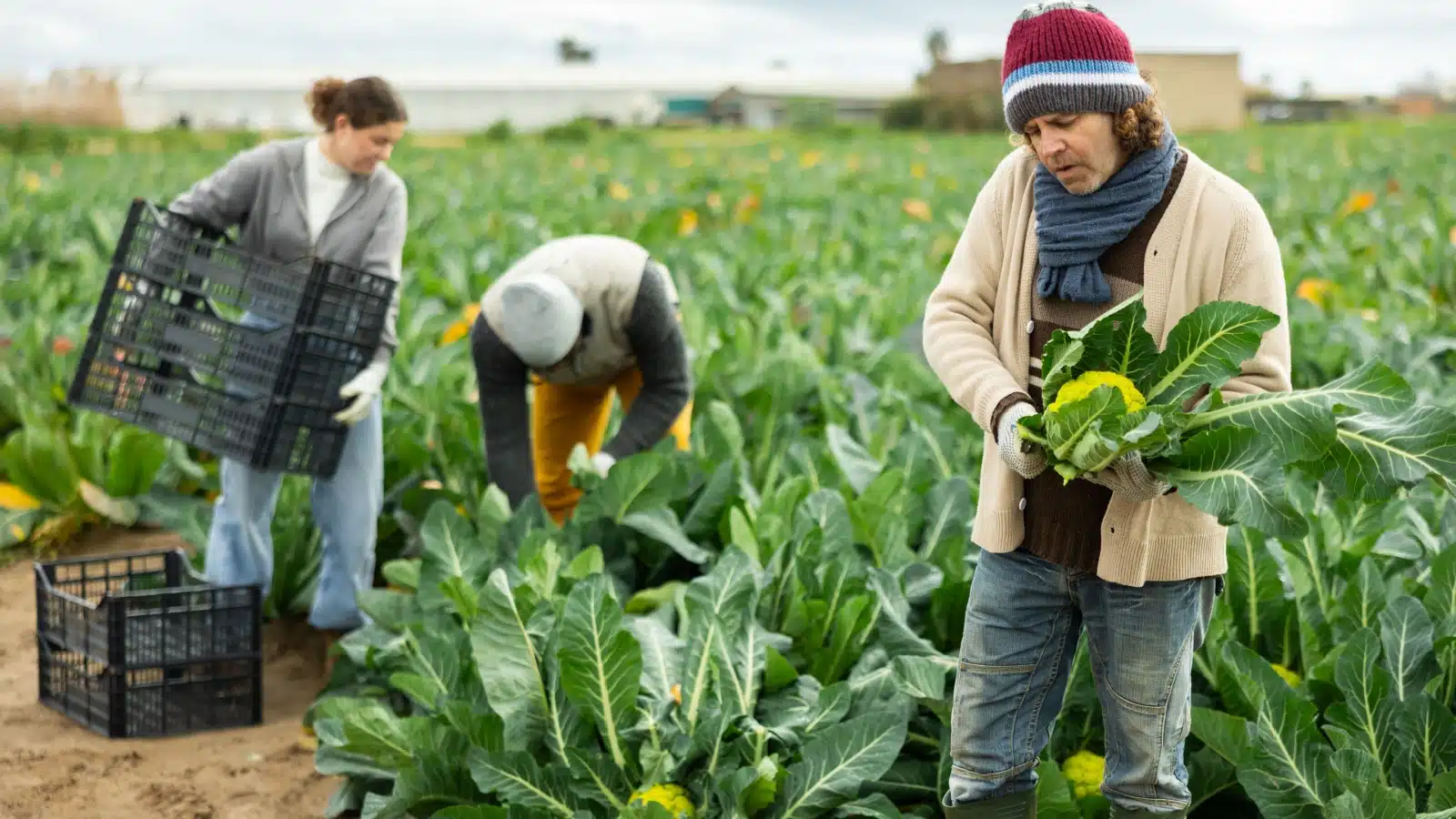 laborers picking crops in a field.