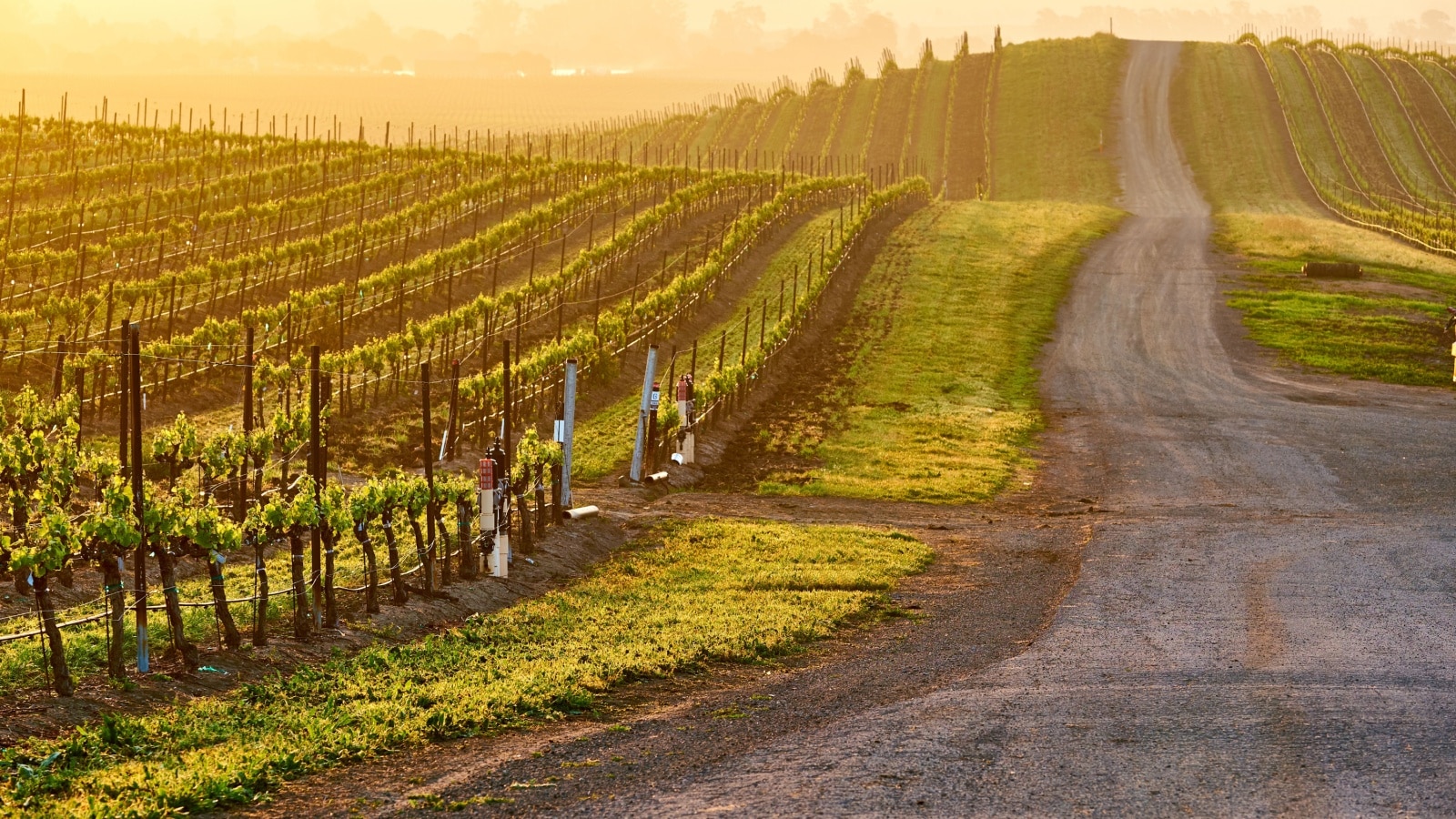 Gentle slopes of a California vineyard at sunset.
