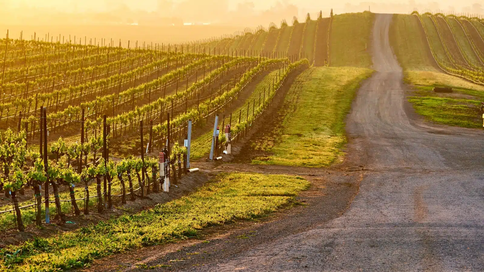 Gentle slopes of a California vineyard at sunset.