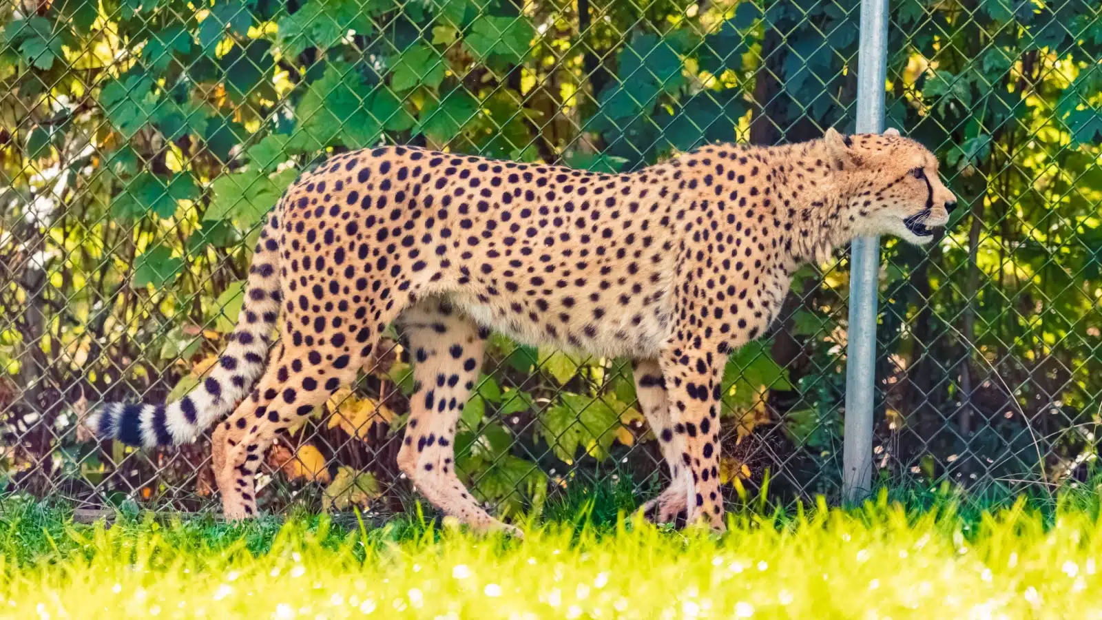 A cheetah at a zoo.