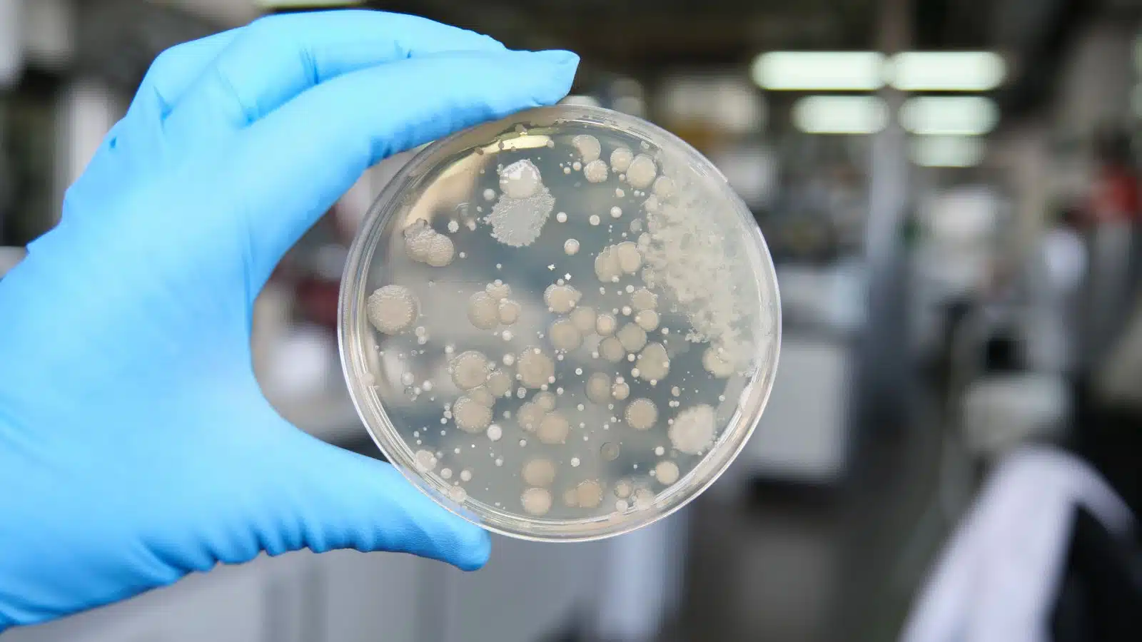 A gloved hand holds a petri dish of growing bacteria.