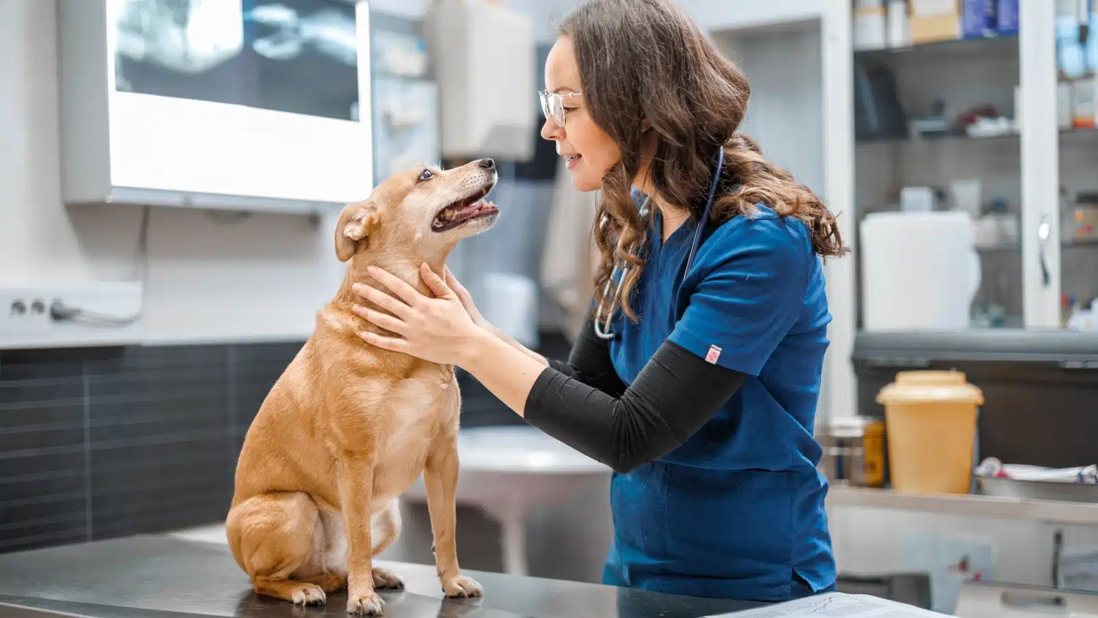 A veterinarian examining a dog.