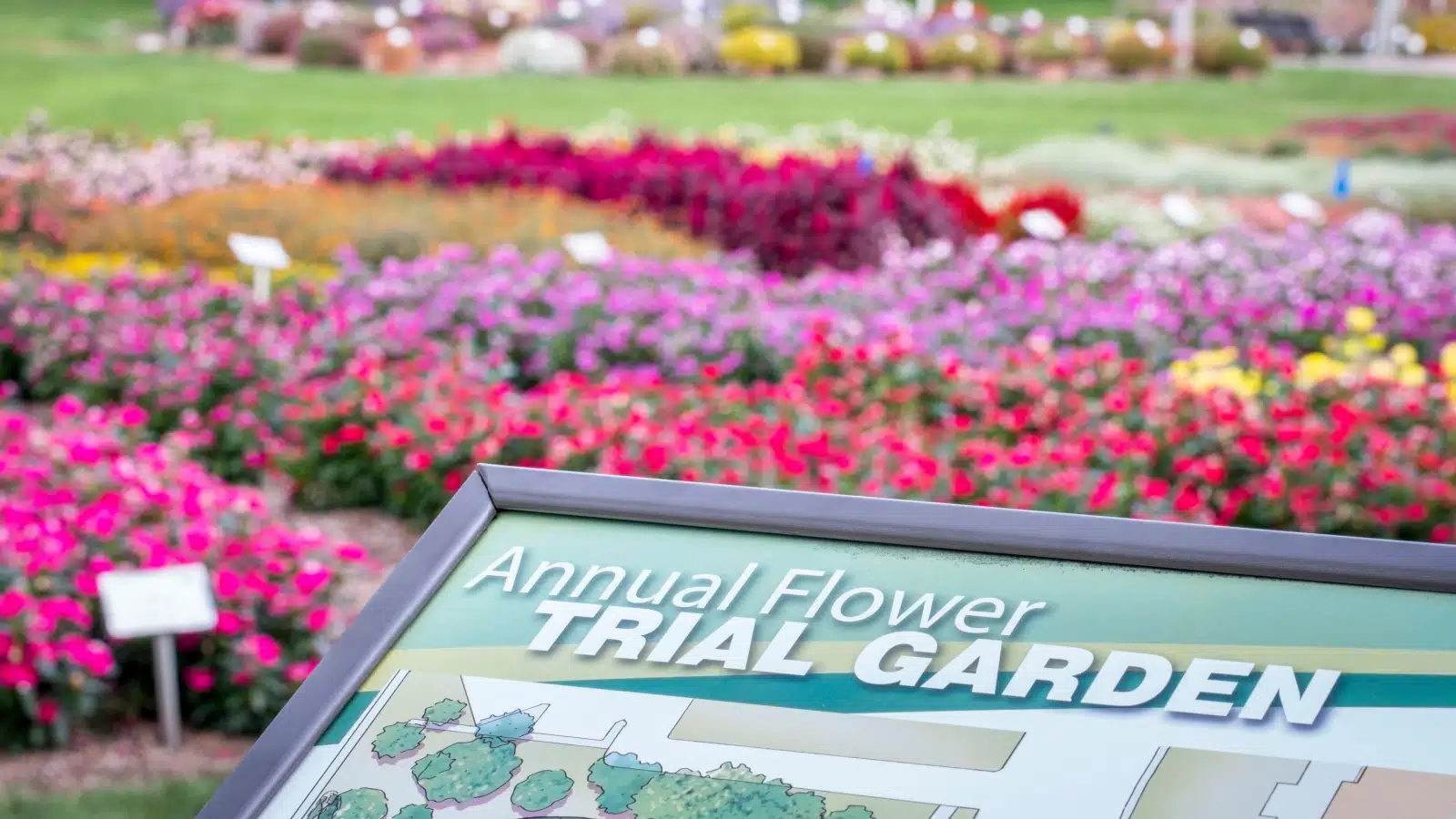 The flower trial garden at Fort Collins in full bloom. 