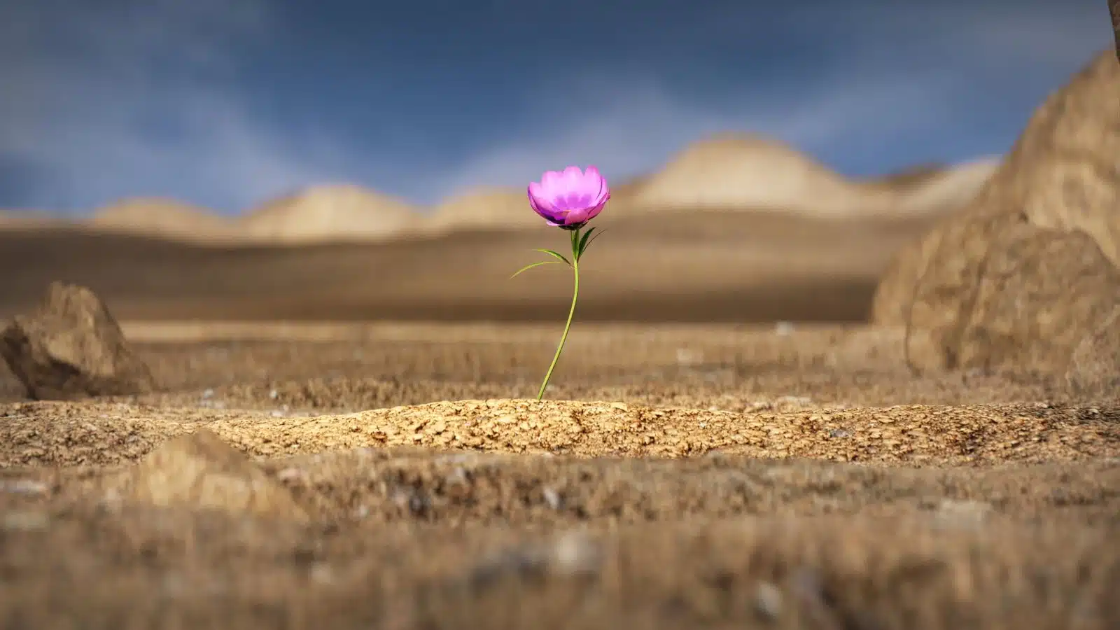 A single pink flower growing out of a desert wasteland illustrates how adversity makes you stronger. 