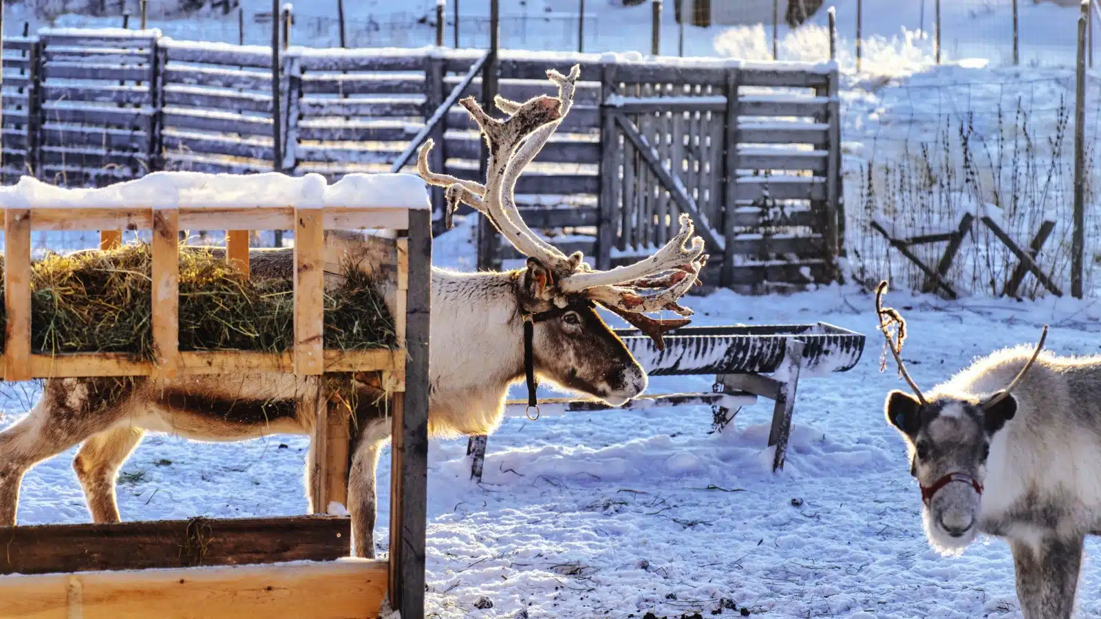 Reindeer at an outdoor petting zoo in the winter.