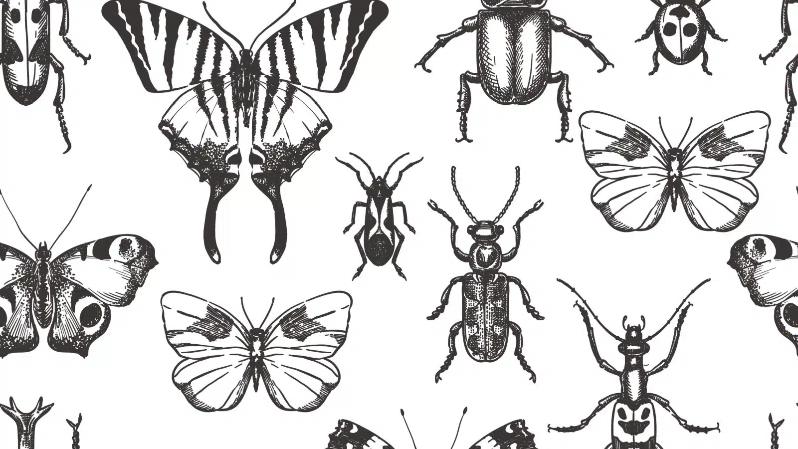 Sketches of various insects.