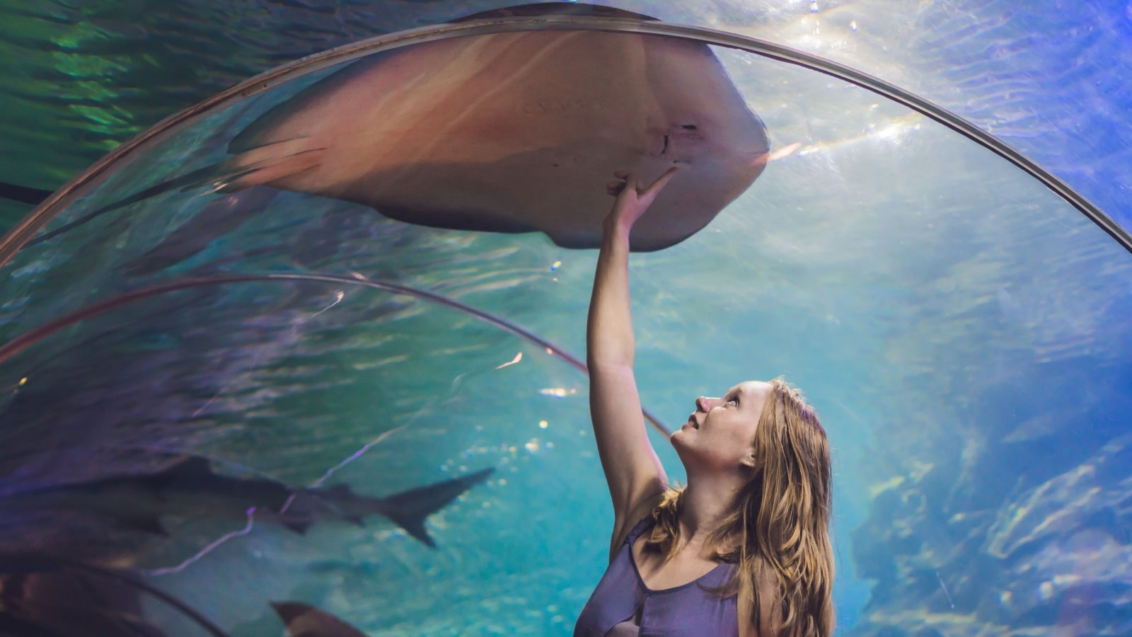 A woman reaches toward a ray swimming above her in an aquarium tunnel.