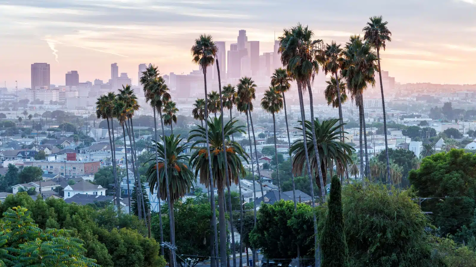 A view of the Los Angeles skyline obscured by Palm Trees.