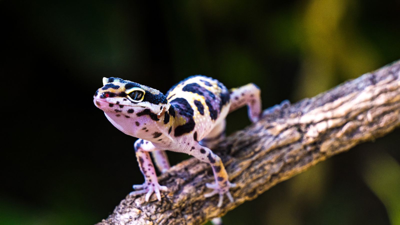 A cute little anole lizard on a tree branch.