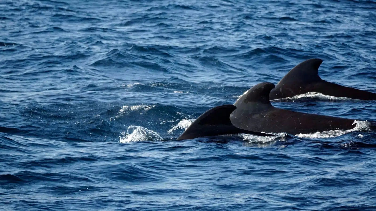 A pilot of whales swimming in the ocean.