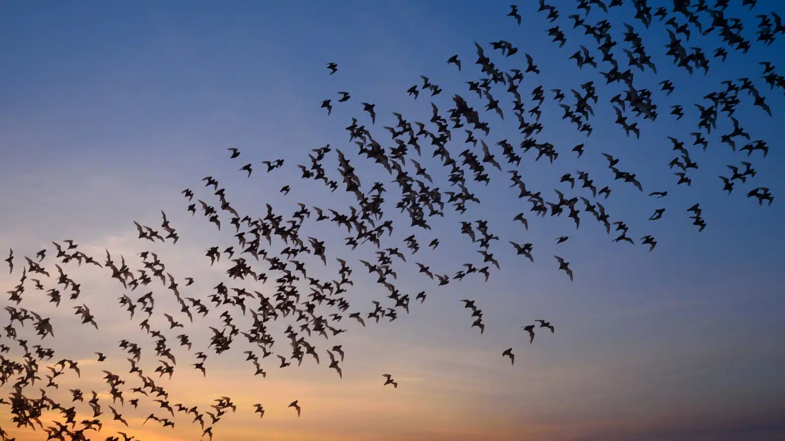 A group of bats flying at sunset.