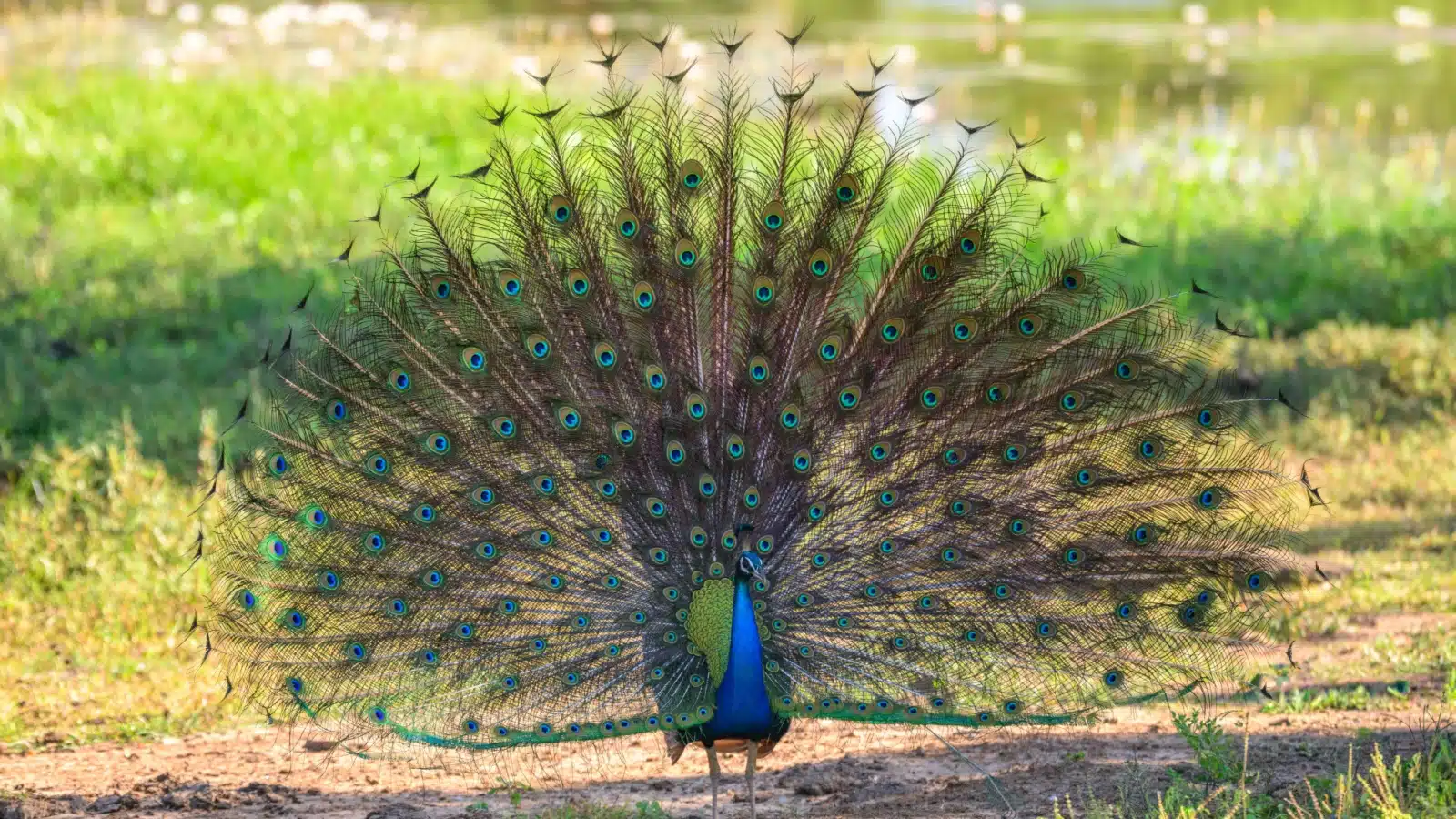 A peacock with his feathers spread.