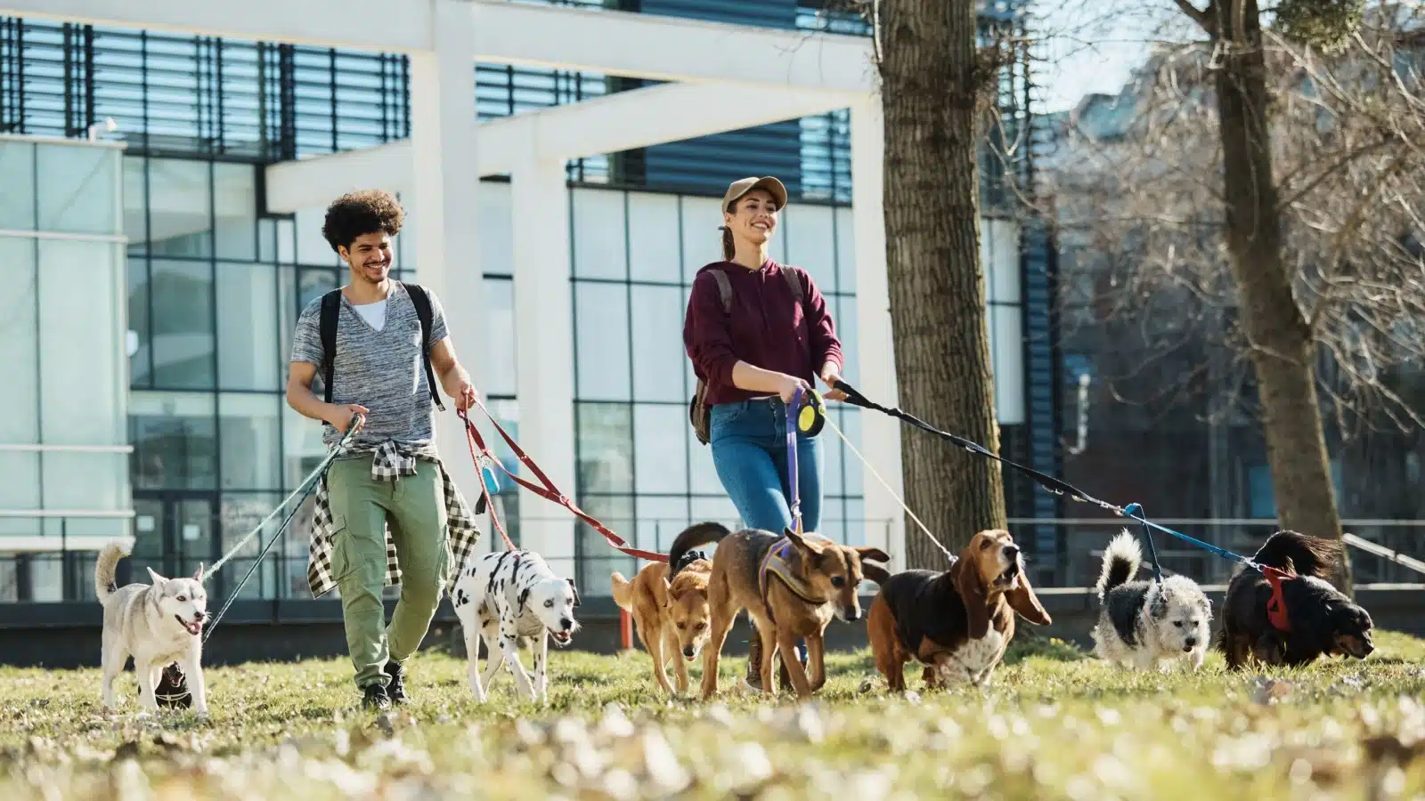 Two dog walkers taking a bunch of dogs on a daily walk.