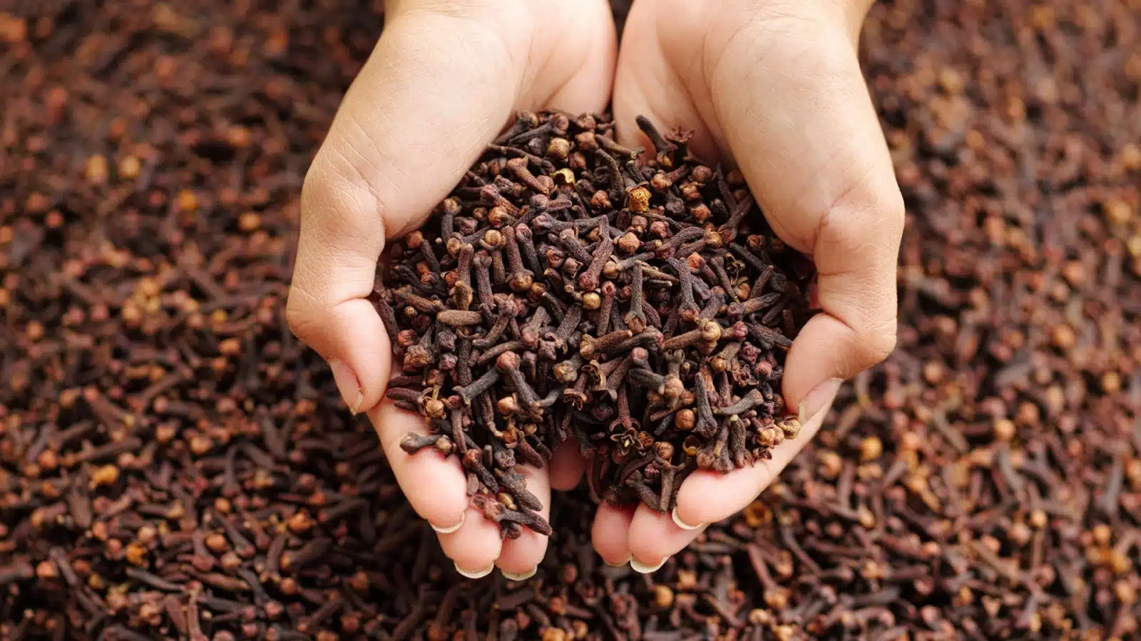 Close up of a handful of cloves.