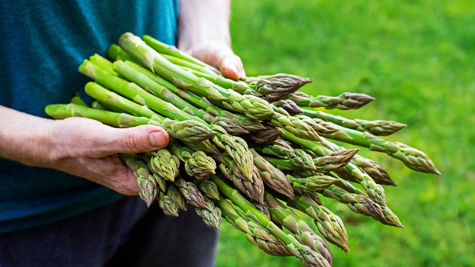 Farmer holding fresh asparagus.
