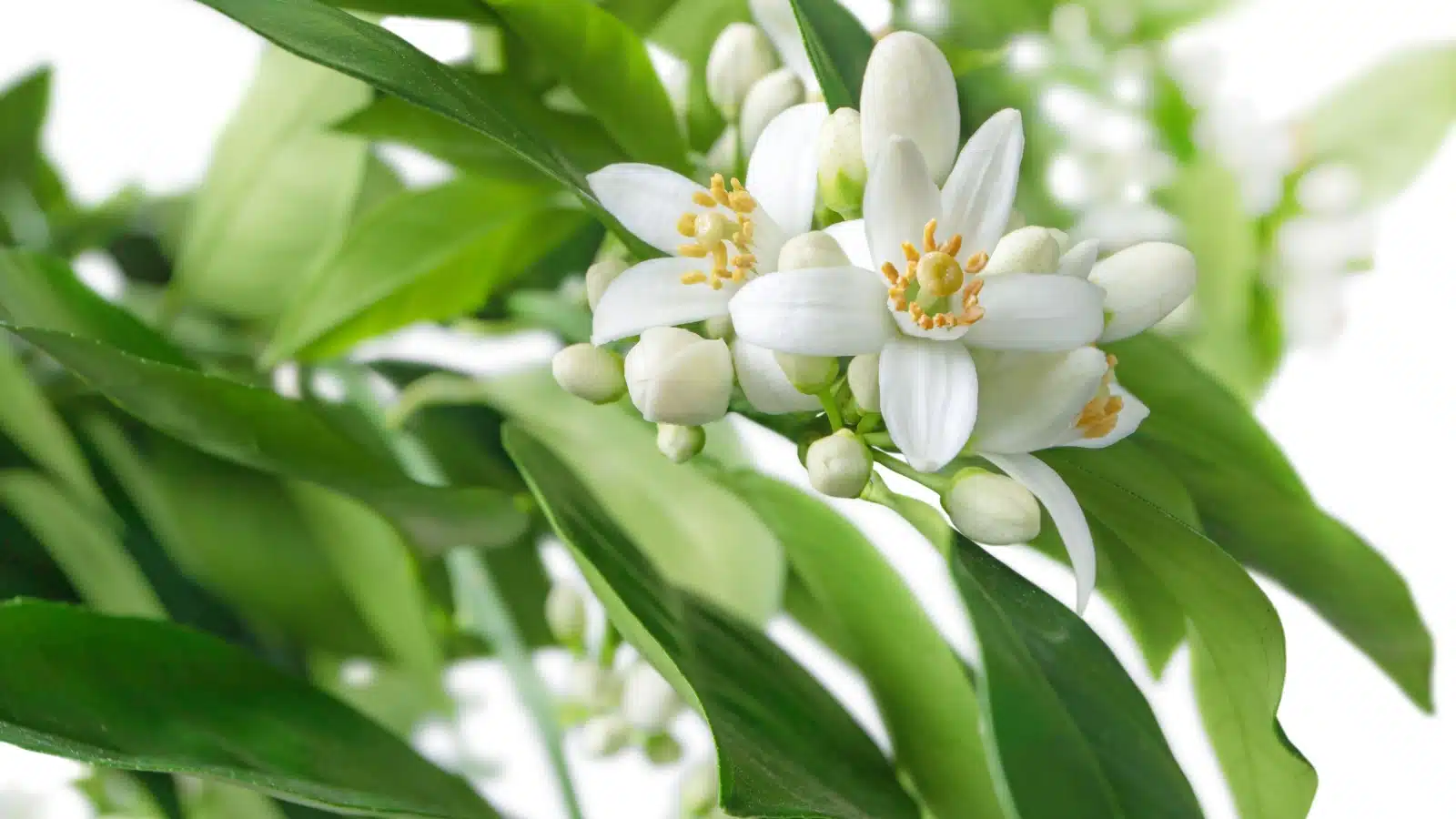 White flowers blossoming on an orange tree in the spring.