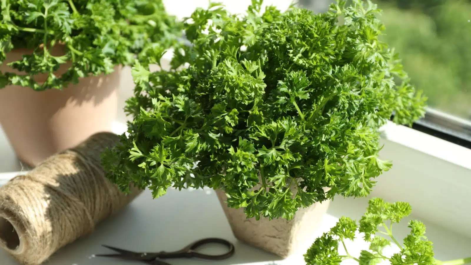 Fresh parsley growing in a little pot.